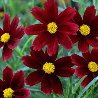 Coreopsis Li'l Bang™ 'Red Elf'
