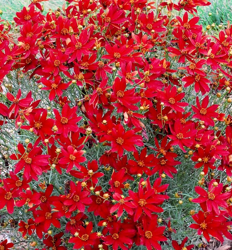 Coreopsis Sizzle & Spice® 'Hot Paprika' - Image 2