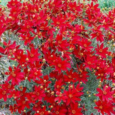 Coreopsis Sizzle & Spice® 'Hot Paprika'