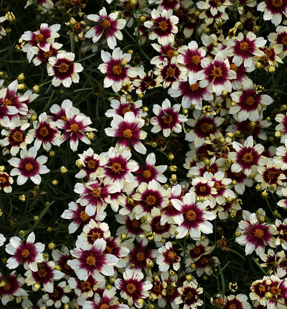 Coreopsis Sizzle & Spice® 'RedHotVanilla - Image 2