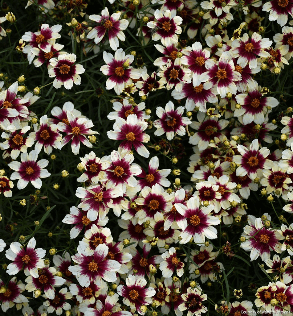 Coreopsis Sizzle & Spice® 'RedHotVanilla