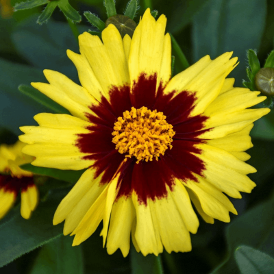 Coreopsis Uptick™ Yellow & Red'