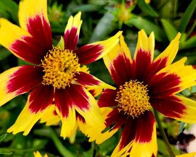 Coreopsis g. 'Super Star' - Image 2