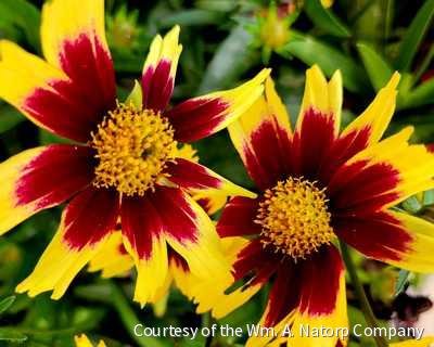 Coreopsis g. 'Super Star'