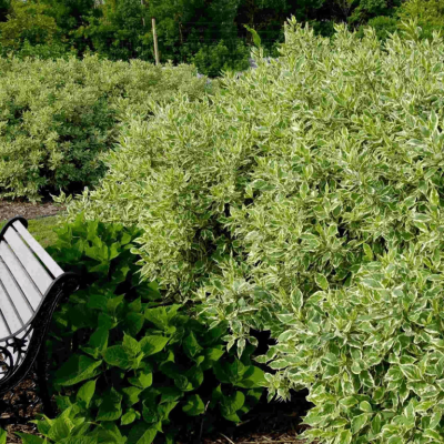 Cornus a. 'Bailhalo' Ivory Halo®