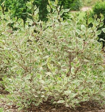 Cornus a. Sgt. Pepper™ - Image 2