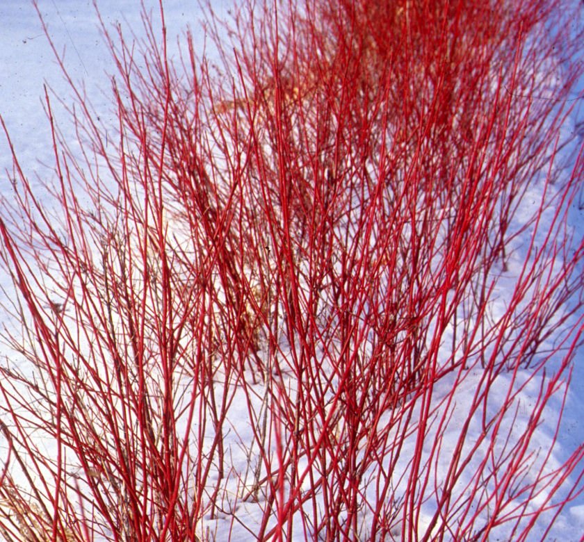 Cornus s. Arctic Fire® (Red) - Image 2