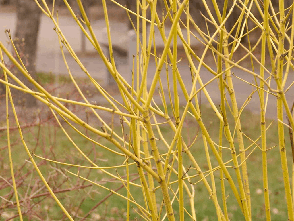 Cornus s. 'Flaviramea' - Image 2