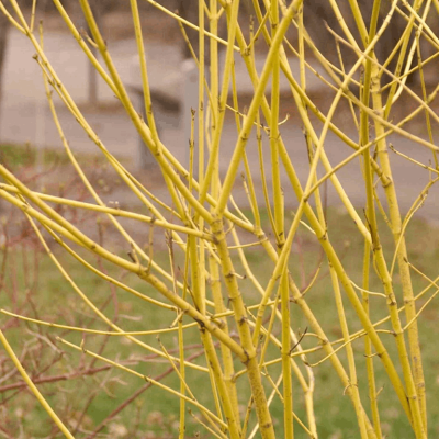 Cornus s. 'Flaviramea'