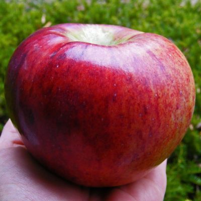 Cortland Apple (Malus 'Fruit Cortland') - 2 gallon 36"