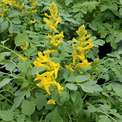 Corydalis 'Canary Feathers'