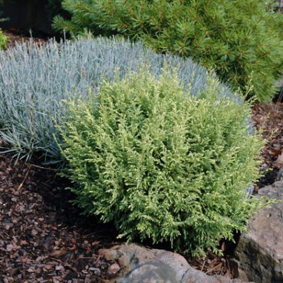‘Cream Ball’ Sawara False Cypress (Chamaecyparis pisifera ‘Cream Ball’) - QT