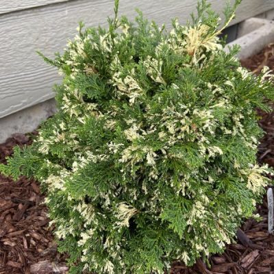‘Cream Tart’ Hinoki Cypress (Chamaecyparis obtusa ‘Cream Tart’ ) - QT
