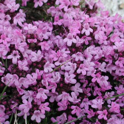 Creeping Thyme (Thymus serpyllum 'Coccineus') - QT
