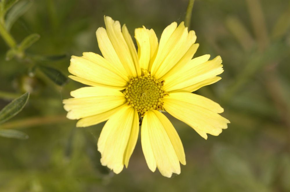 Creme Brulee™ Tickseed (Coreopsis verticillata 'Creme Brulee') - QT