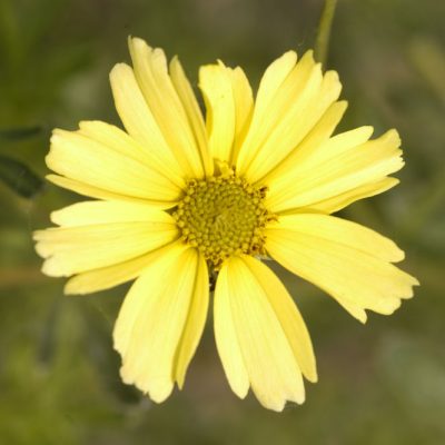 Creme Brulee™ Tickseed (Coreopsis verticillata 'Creme Brulee') - QT