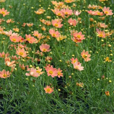 Creme Caramel™ Tickseed (Coreopsis verticillata 'Novcorcar') - QT