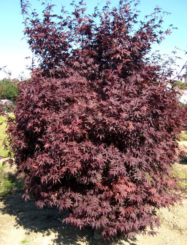 Crimson Prince Japanese Maple (Acer palmatum 'Crimson Prince') - 3 gallon 24"