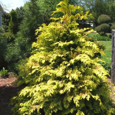 Crippsii Golden False Cypress (Chamaecyparis obtusa 'Crippsii') - 3 gallon 15"