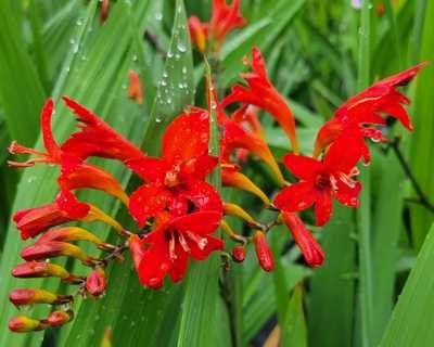 Crocosmia 'Lucifer' - Image 2