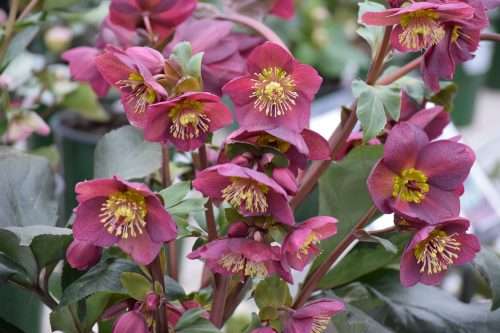 hellebores