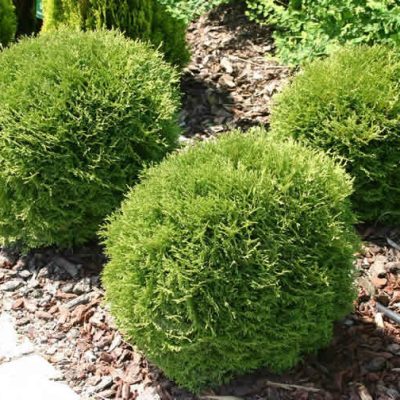 Danica Arborvitae (Thuja occidentalis 'Danica') - 3 gallon 12"