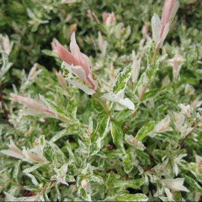 Dappled Willow (Salix integra 'Hakuro Nishiki') - 3 gallon 15"