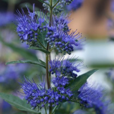 Dark Knight Bluebeard (Caryopteris clandonensis 'Dark Knight') - 2 gallon