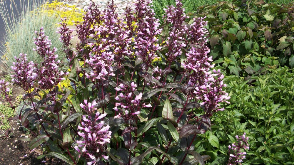 Dark Towers Beard Tongue (Penstemon x 'Dark Towers') - 1 gallon