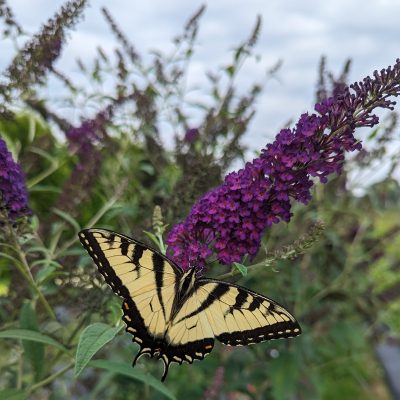 Darkest Night® Butterfly bush (Buddleia x 'Darkest Night’ (SMNBDMO)) - QT