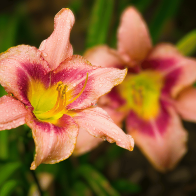 Day Lily