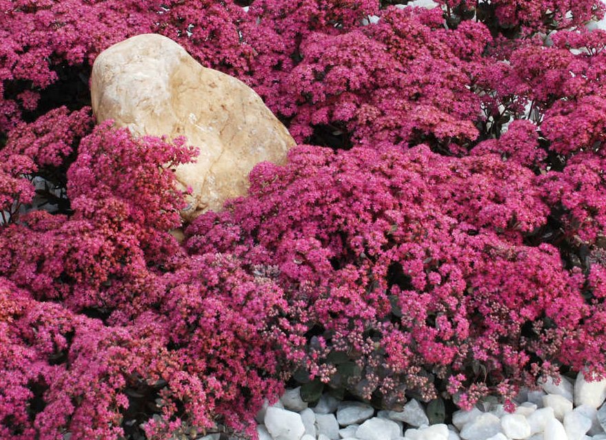 Dazzleberry Sedum (Sedum sedum 'Dazzleberry') - QT