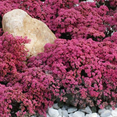 Dazzleberry Sedum (Sedum sedum 'Dazzleberry') - QT