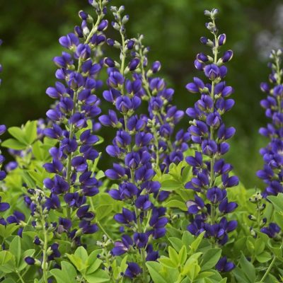 Decadence® 'Sparkling Sapphires' False Indigo (Baptisia sparkling 'Sapphires') - 1 gallon