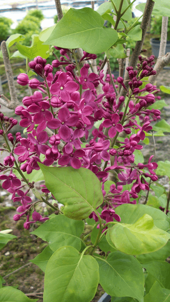 Declaration Lilac (Syringa x hyacinthiflora 'Declaration') - 3 gallon 24-30"