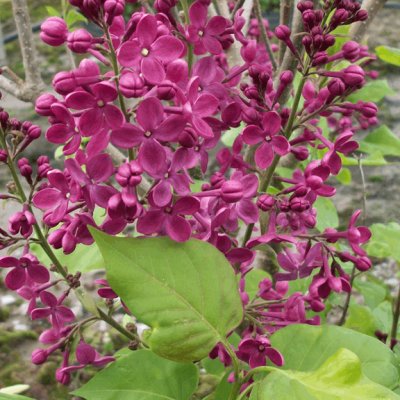 Declaration Lilac (Syringa x hyacinthiflora 'Declaration') - 3 gallon 24-30"