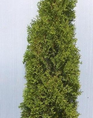 Degroots Spire Arborvitae (Thuja occidentalis 'Degroots Spire') - 1 gallon