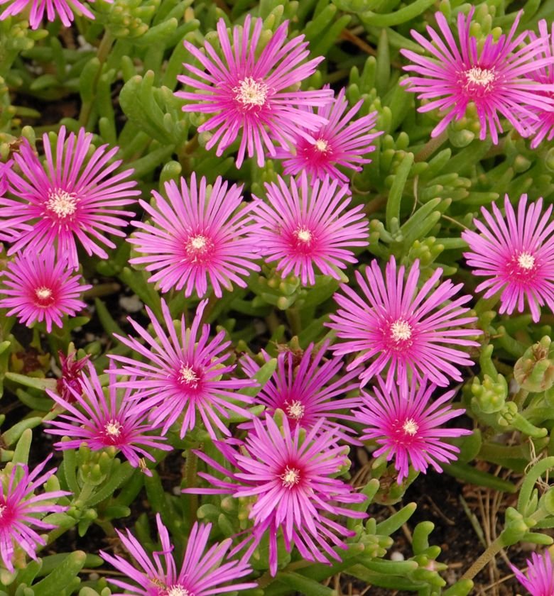 Delosperma cooperi - Image 2