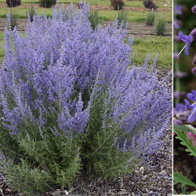 'Denim 'n Lace' Russian Sage (Perovskia atriplicifolia 'Denim N Lace') - 1 gallon
