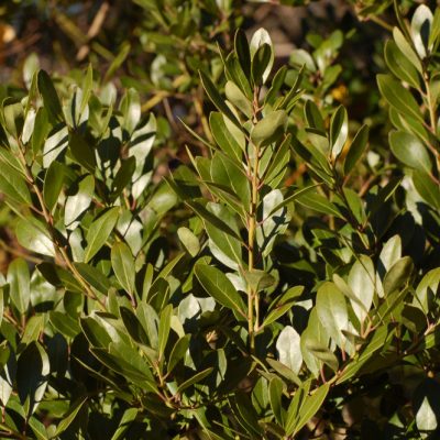Densa Inkberry Holly (Ilex glabra 'Densa') - 3 gallon 15"