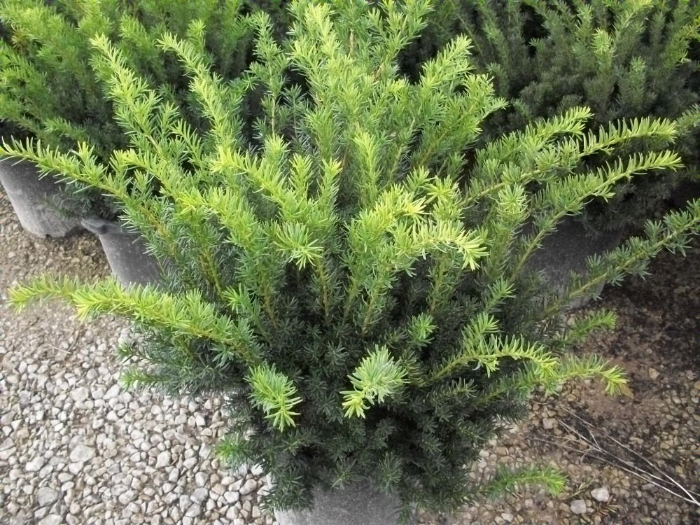 Densiformis Yew (Taxus x media 'Densiformis') - 1 gallon