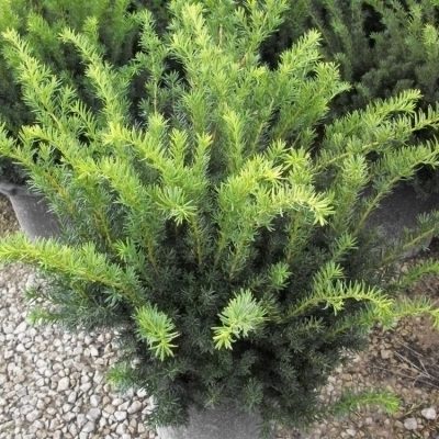 Densiformis Yew (Taxus x media 'Densiformis') - 1 gallon