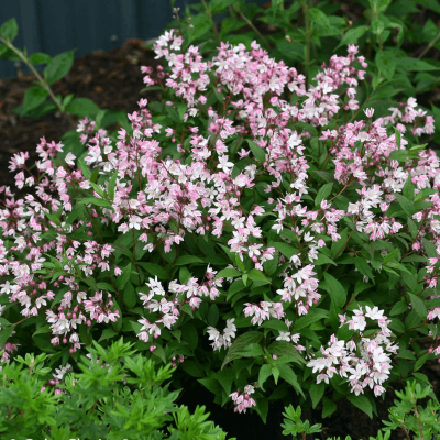 Deutzia Yuki Cherry Blossom®