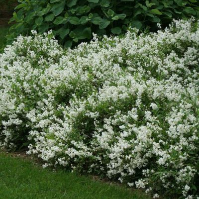 Deutzia g. 'Nikko'