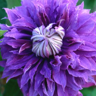 Diamantina™ Clematis (Clematis diamantina 'Diamantina') - 1 gallon