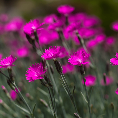 Dianthus
