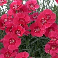 Dianthus 'Eastern Star' - Image 2