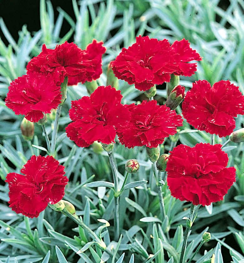 Dianthus 'Frosty Fire' - Image 2