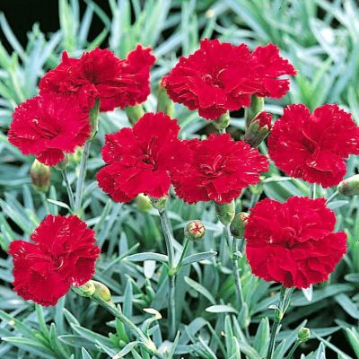 Dianthus 'Frosty Fire'
