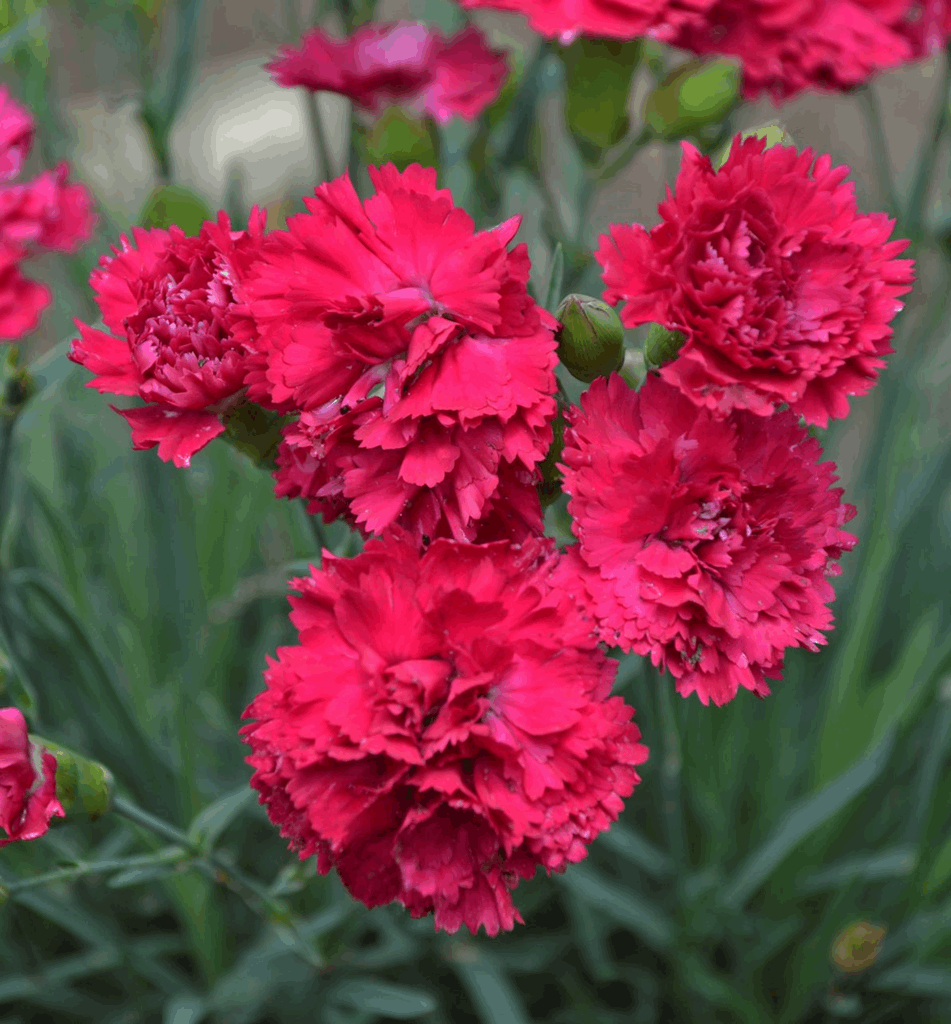 Dianthus Fruit Punch® Cranberry Cocktail - Image 2